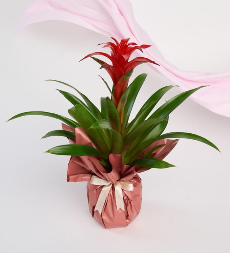 Buketli Beton Saksıda Guzmania